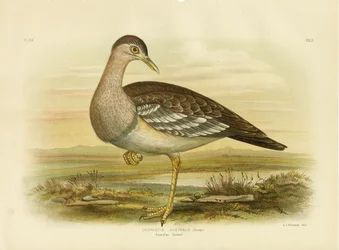 Outarde australienne ou dinde de brousse, 1891